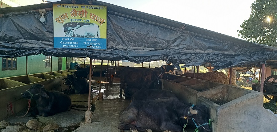 दाङकी वकी डाँगीः जो व्यावसायिक भैँसीपालन गरेर सफल महिला उद्यमी बनिन्