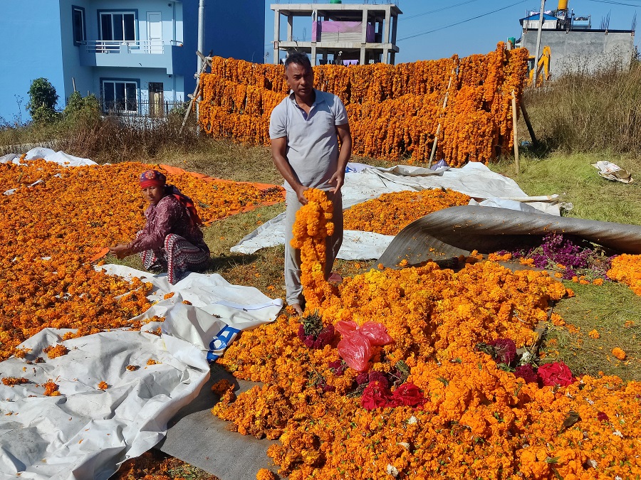 तिहारमा नबिकेका फूल औषधि बनाउन निः शुल्क दिइने