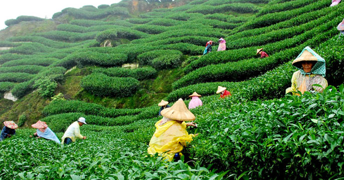 पश्चिम बंगालको चिया उद्योग संकटमा