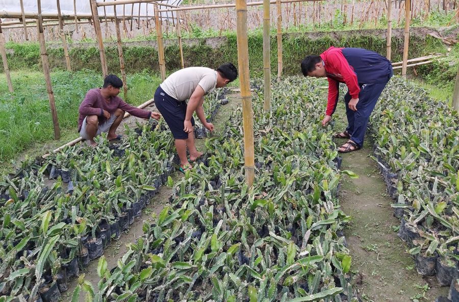 चार युवाले शुरु गरे ड्रागन फ्रुटको व्यावसायिक खेती