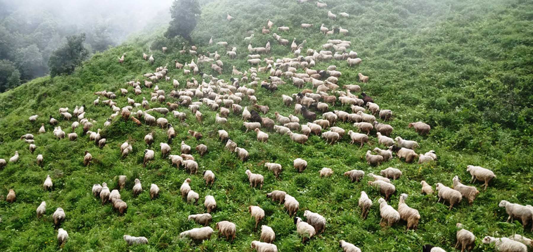लकडाउन र निषेधाज्ञाले नछोएको छन्त्यालको दैनिकी