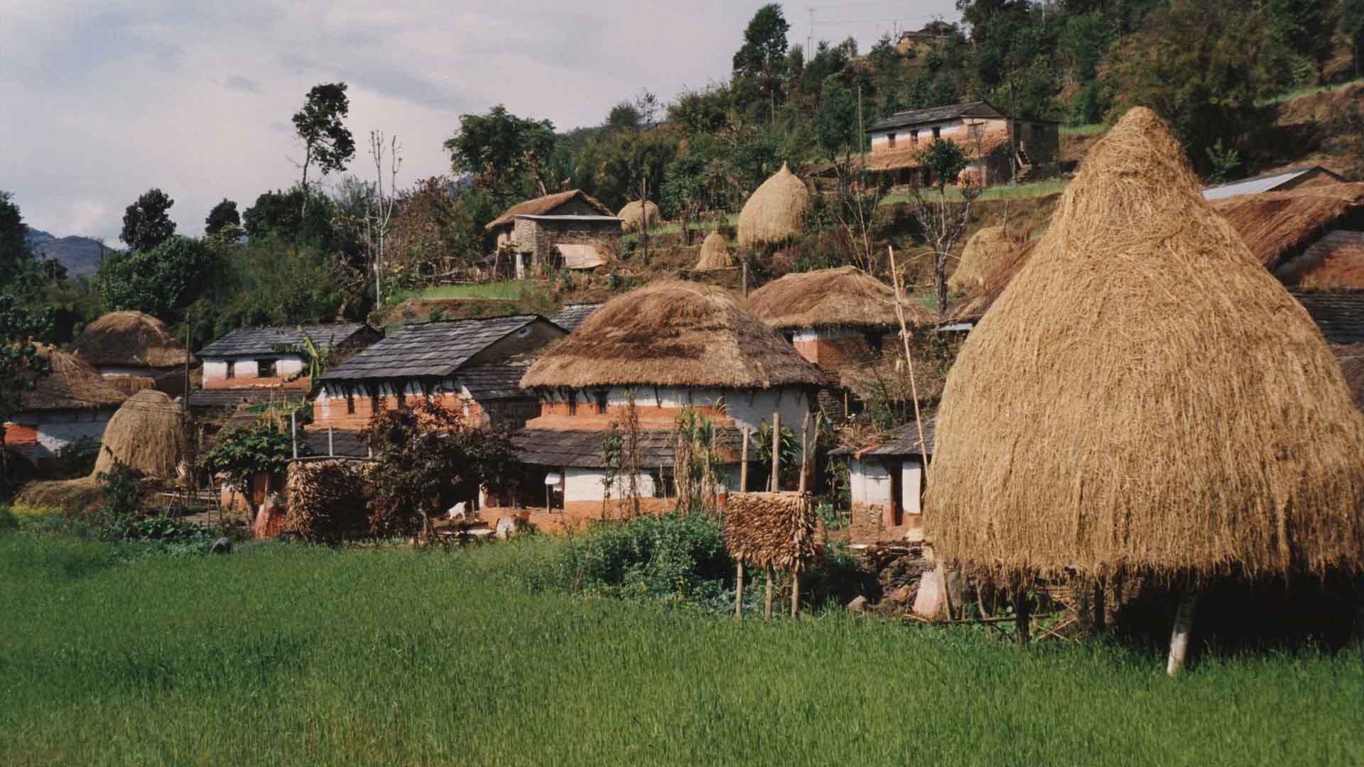 कृषि प्रधान देश नेपालमा ४५ अर्बको धान चामल आयात