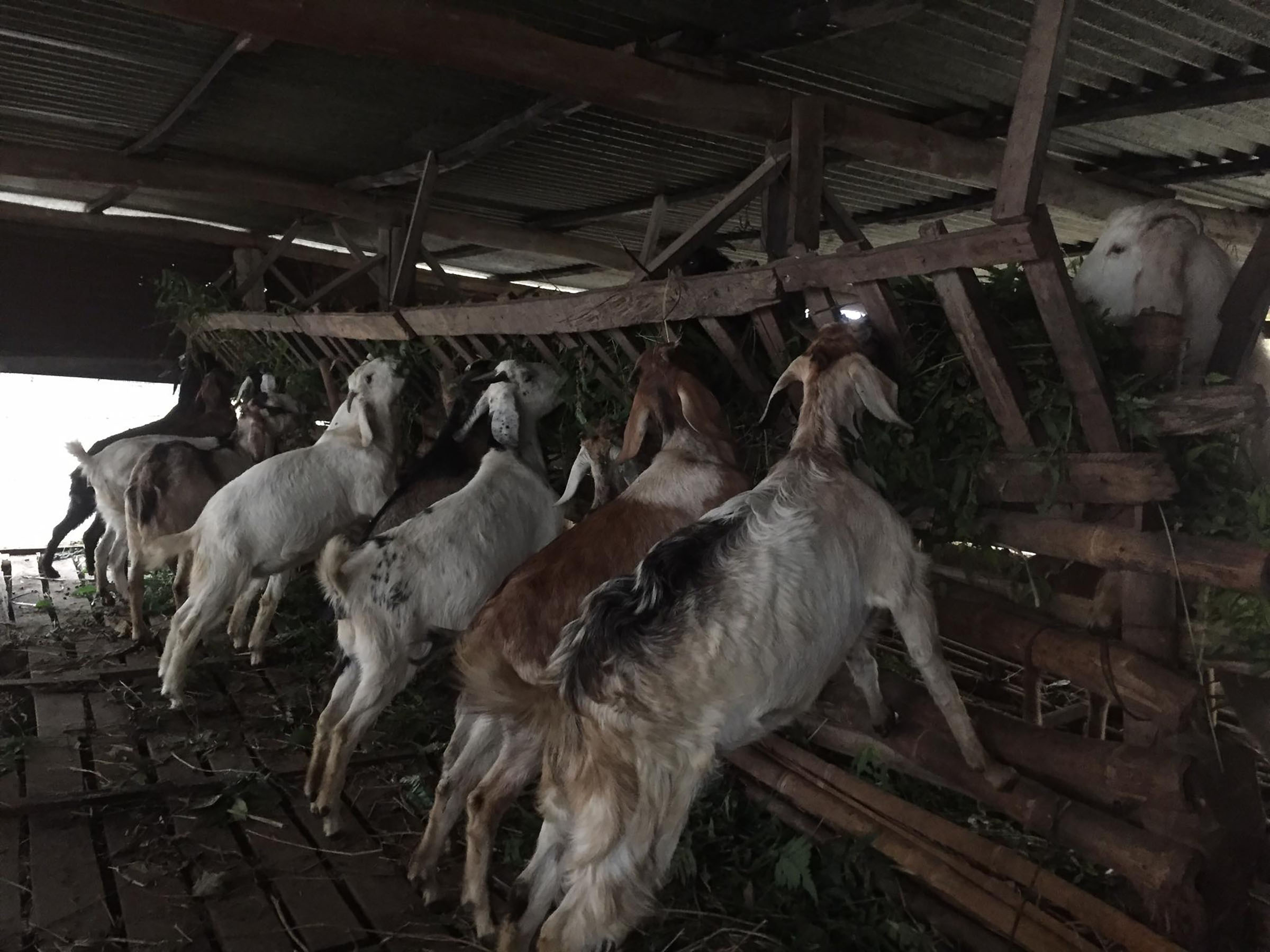 खोरमा आगो लाग्दा चार बाख्रा मरे