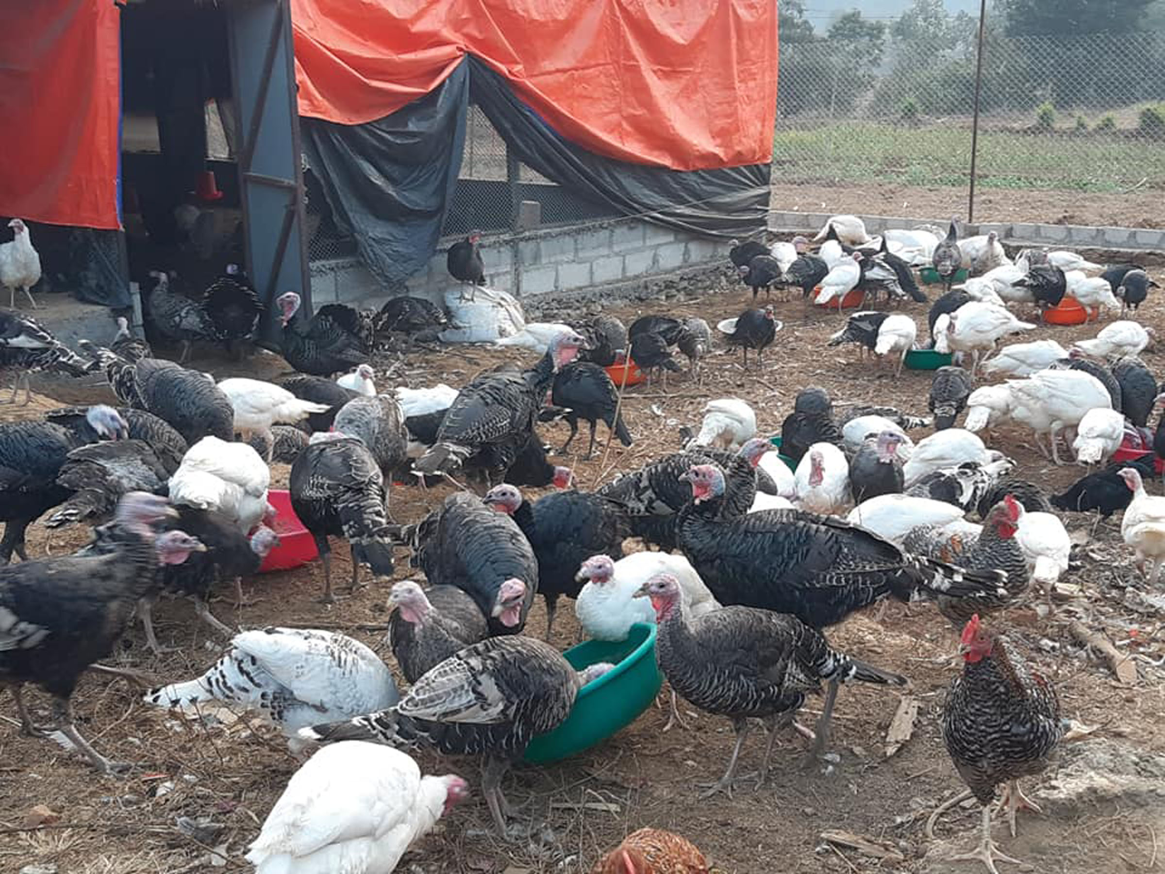 सुपारी र कुखुराको अवैध आयातले वार्षिक रु ५० करोडभन्दा बढी रकम बाहिरियो