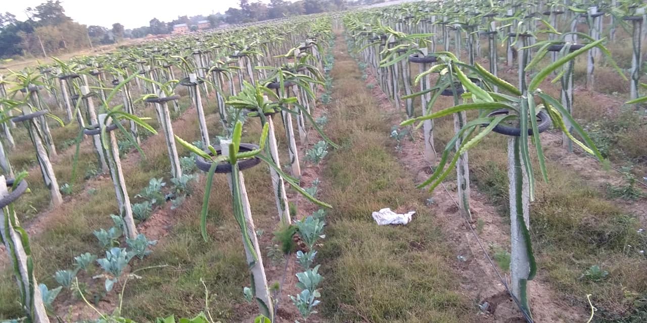 ड्रागन फल बिक्रीबाट मनग्य आम्दानी