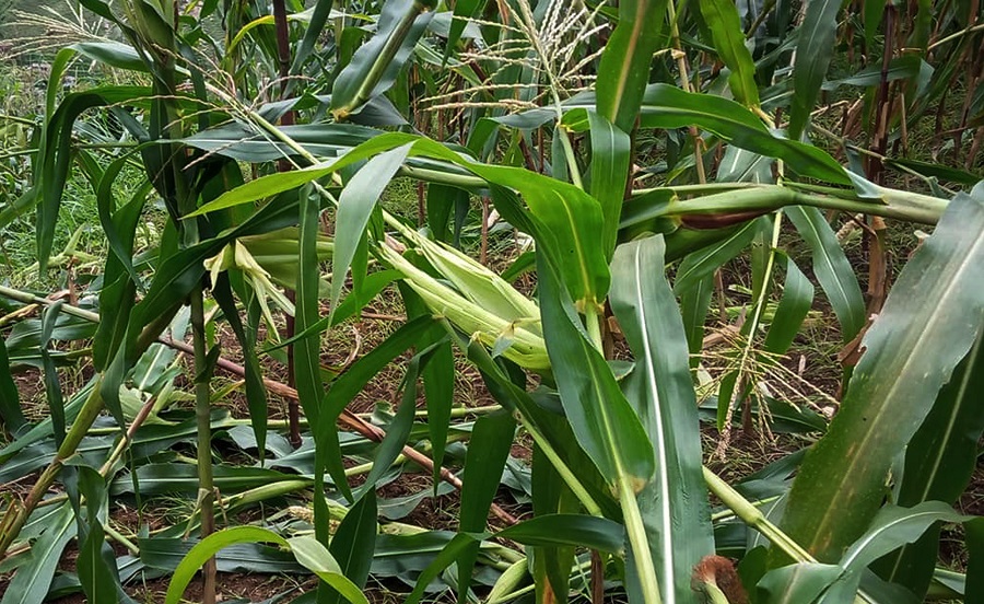 बाँदर आतङ्कले किसान हैरानी, कुरुवा बस्दै बित्छ दिन