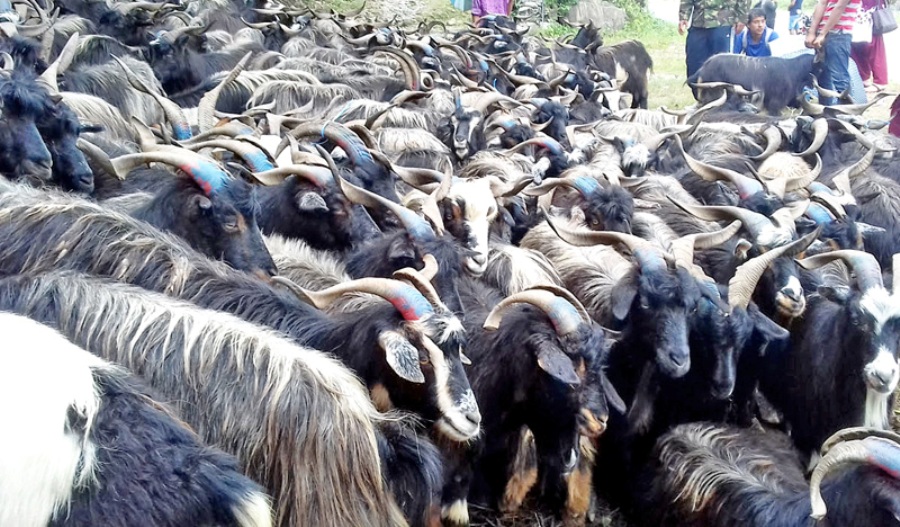 ‘विदेशमाजस्तो दुःख गरे स्वदेशमा मनग्य आम्दानी गर्न सकिन्छ’