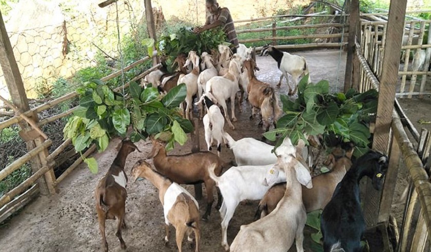 बाख्रापालक कृषकलाई ४४ लाख अनुदान