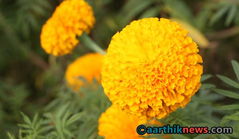 तिहारको रमझमसँगै किसानलाई फूल टिप्न भ्याई-नभ्याई (फोटो फिचर)