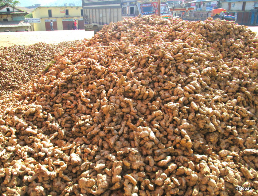 यस्ता छन् अदुवा खेतीका समस्या र समाधानका उपाय