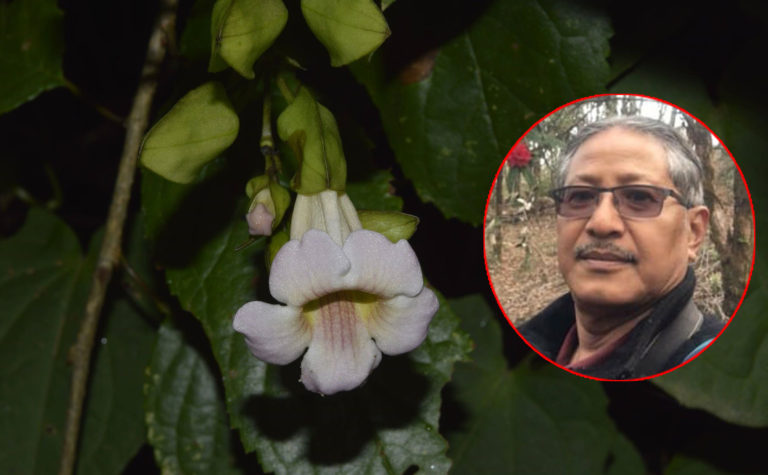 सिन्धुपाल्चोकका कसजूले फेला पारे नयाँ प्रजातिको बिरुवा