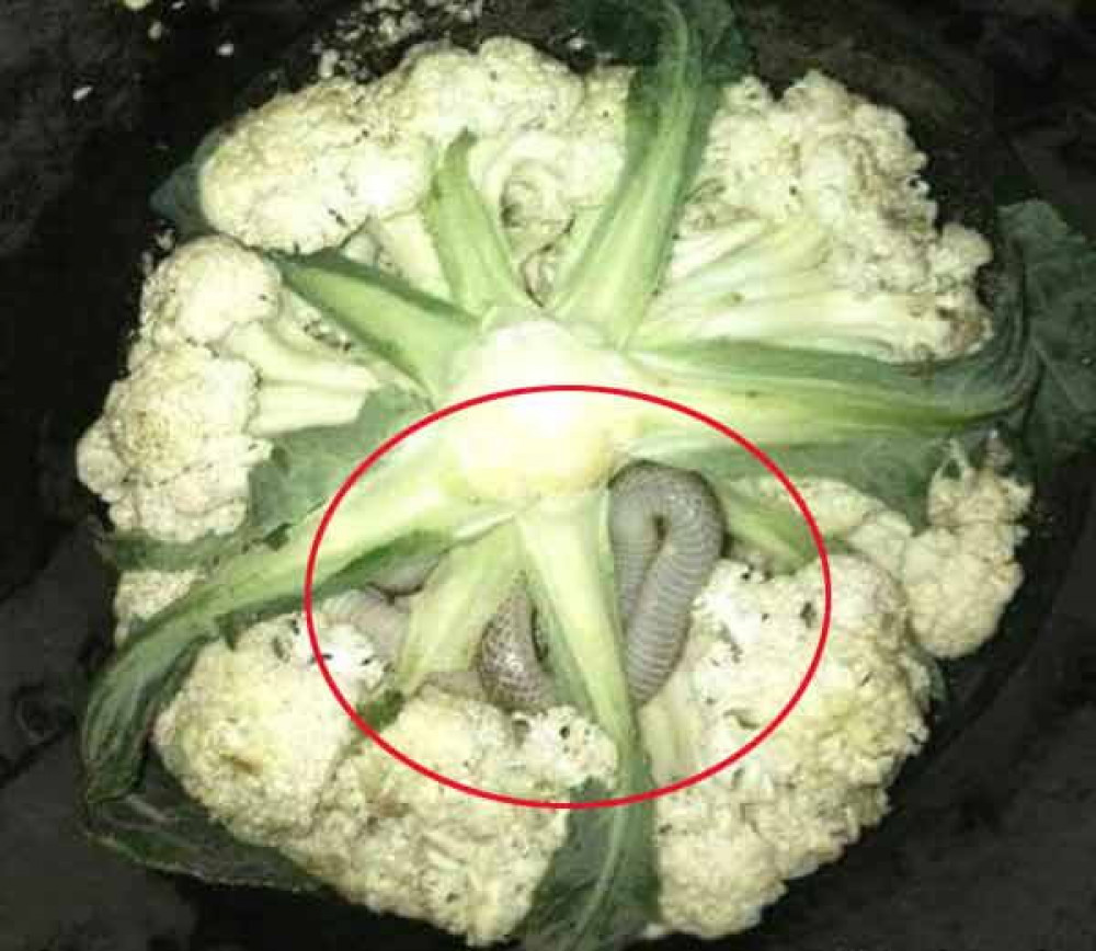 काउलीभित्रै सर्प !