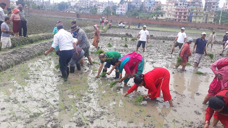 यसरी मनाए प्रतिष्ठानले १६ औं राष्ट्रिय धान दिवस