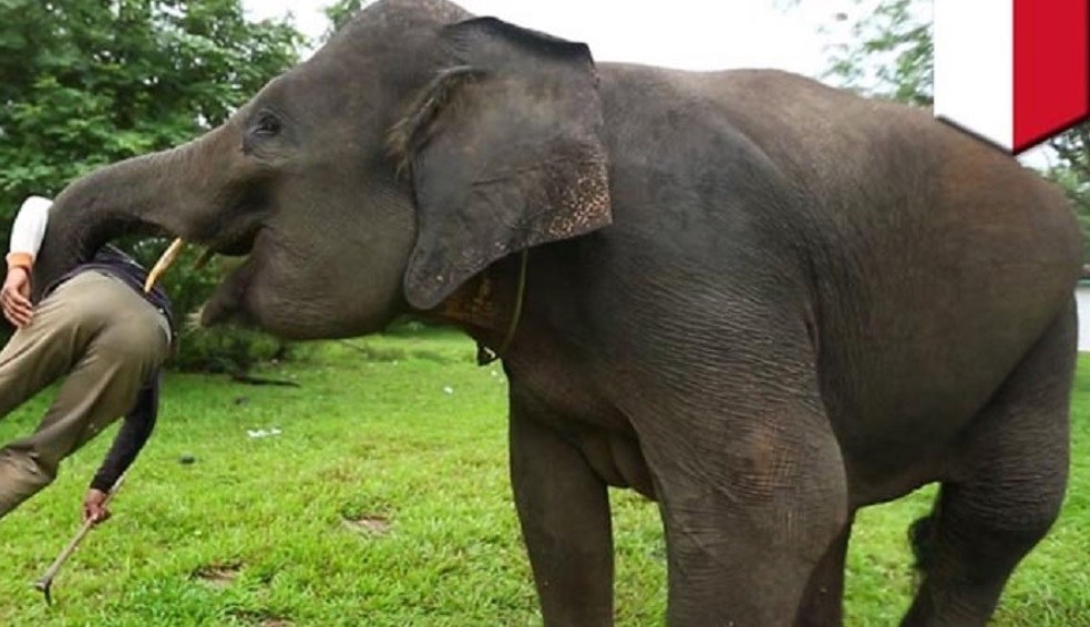 जङ्गली हात्तीका बथानले धानबाली र केरा बारीमा क्षति