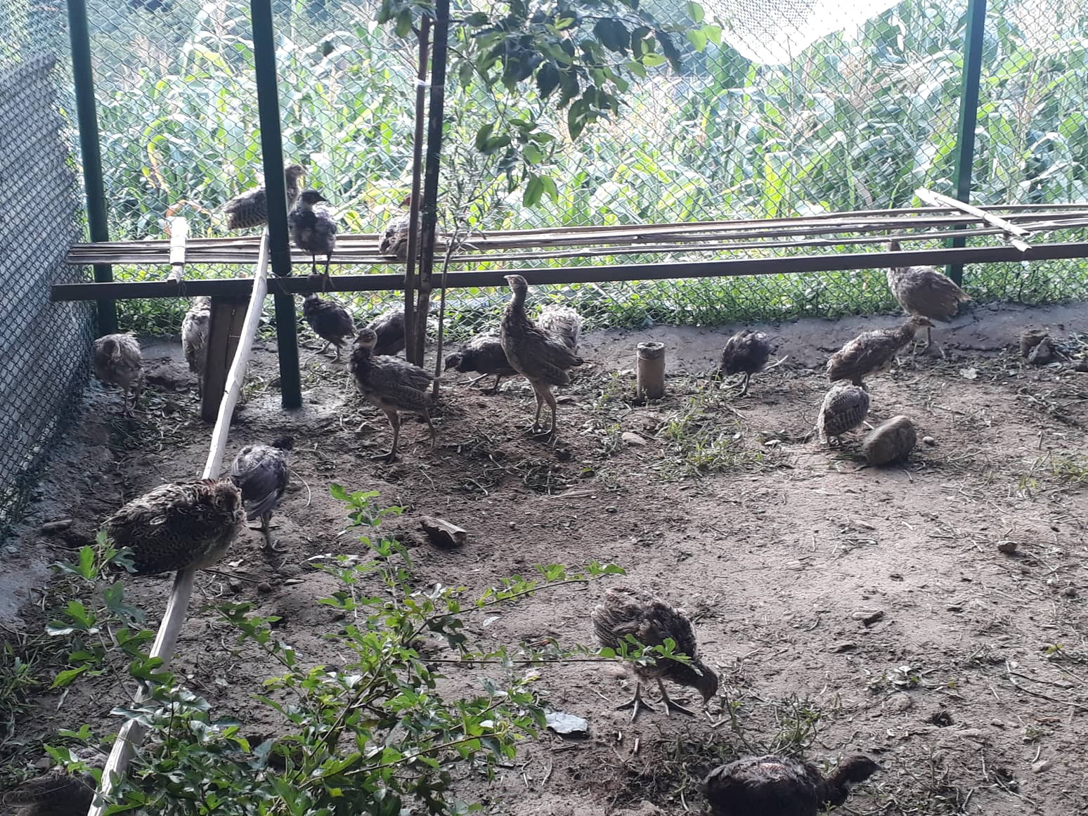 तीन करोडको लगानीमा कालिज फार्म