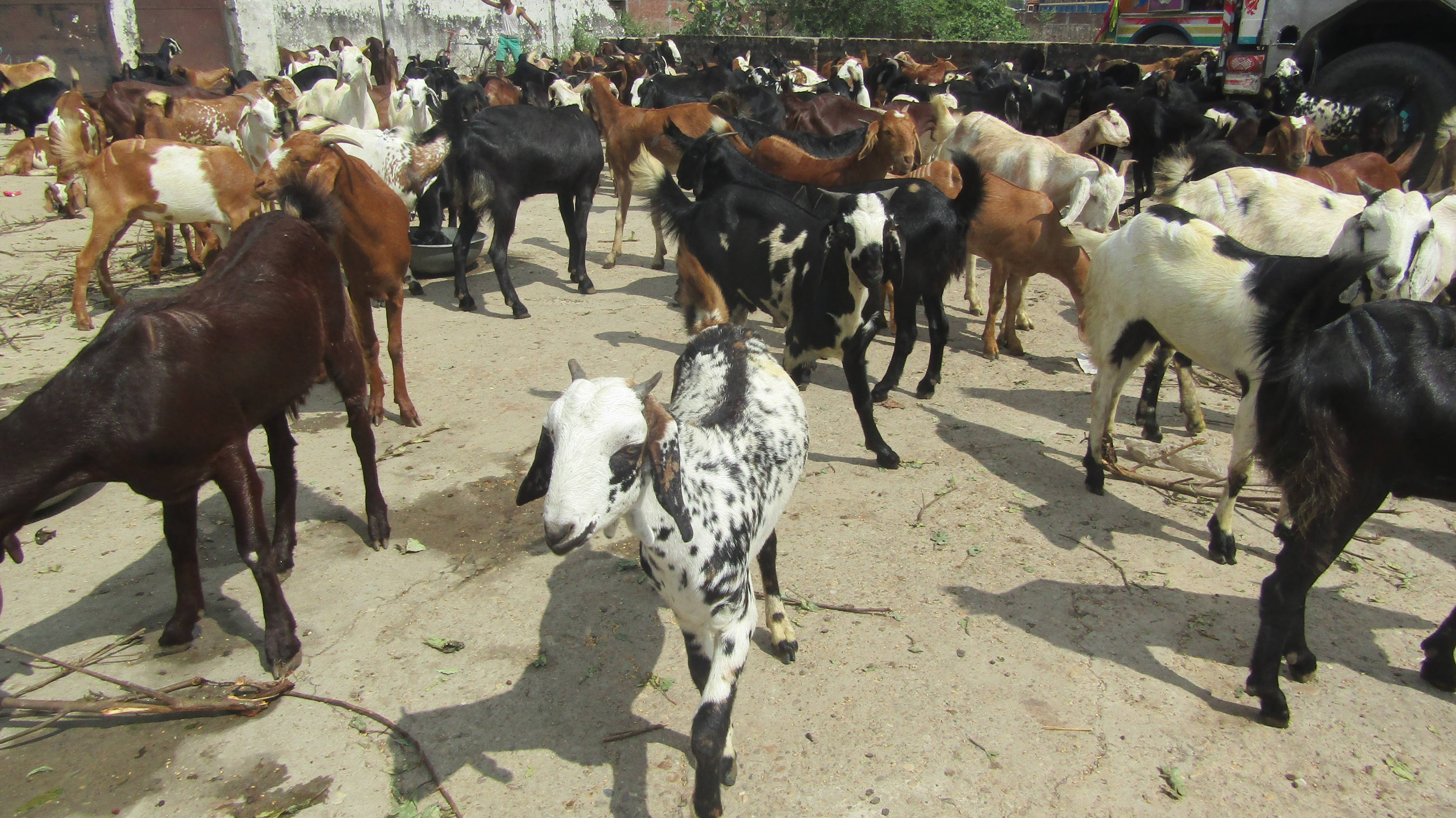 खसी बिक्री गरेर तीन करोड आम्दानी