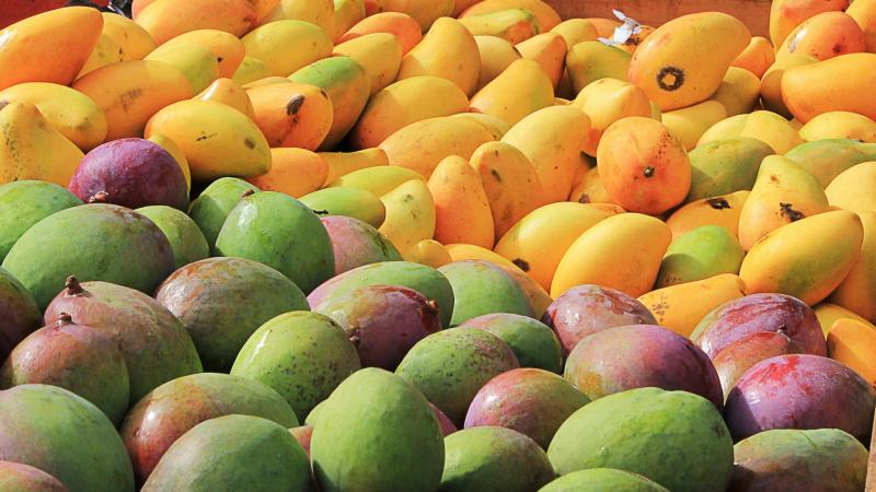 विषादी प्रयोग गरी पकाइएको आँप बजारमा, पुग्छ काठमाडौंसम्म