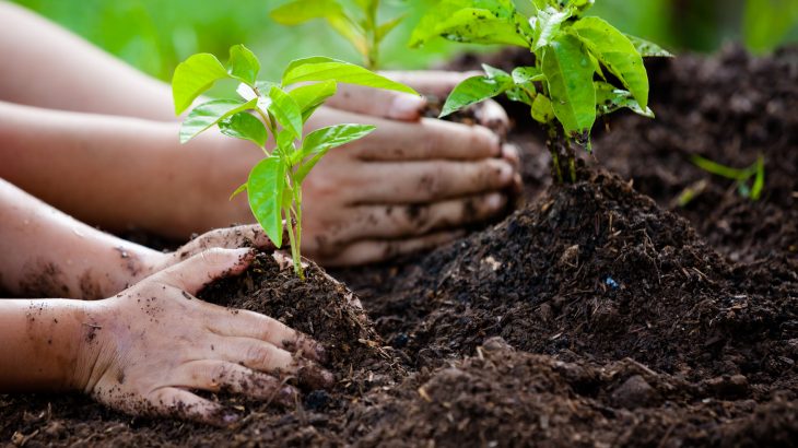 बिरुवा उत्पादन गर्न २६ करोड सहयोग