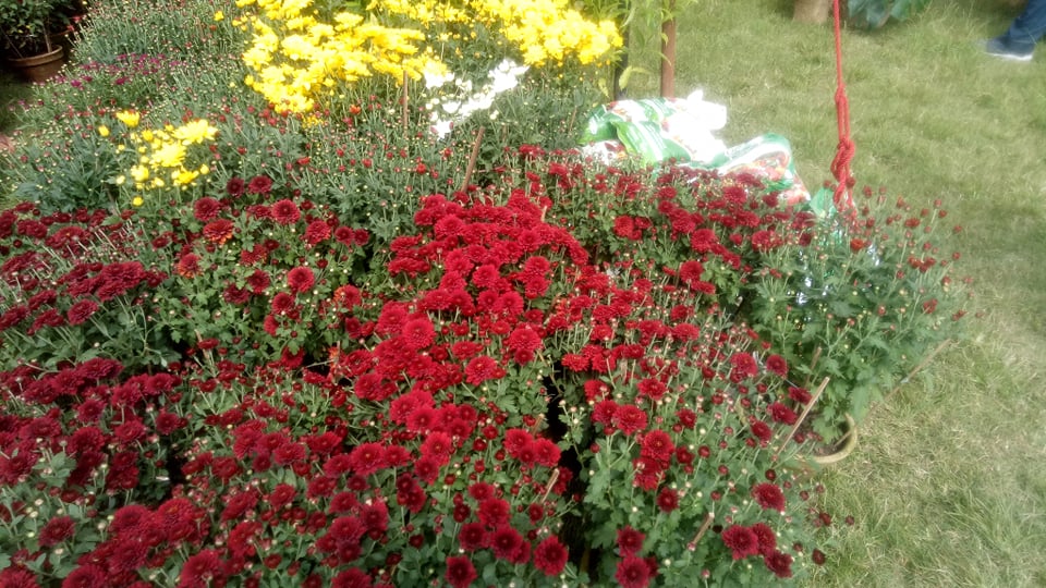 गोदावरी पुष्प मेला शुरु (फोटो फिचरसहित)