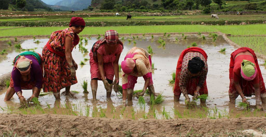 असार अन्तिम सातासम्म २३ प्रतिशतमात्र रोपाइँ