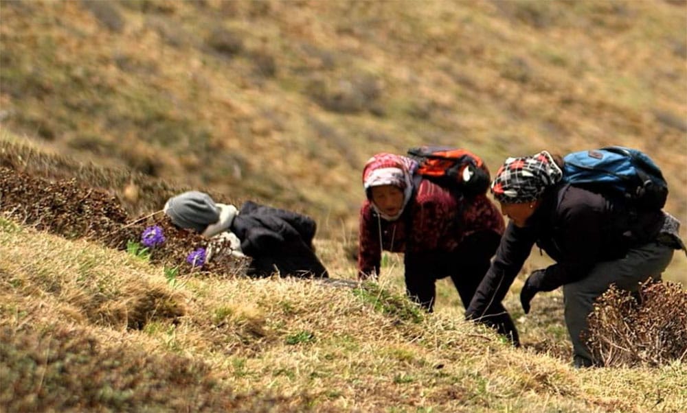 यार्सागुम्बा सङ्कलनका लागि स्थायी ठेगाना खुल्ने प्रमाणपत्र अनिवार्य