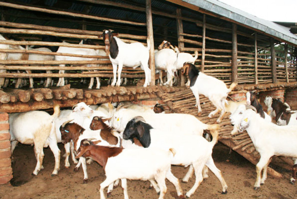चौपाया खरिद विक्री गर्ने राष्ट्रिय स्तरको बजार छैनः अध्यक्ष खत्री