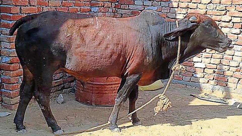 साँढेले सुनको गरगहना निलेपछि... एक्सरे गराउन सल्लाह