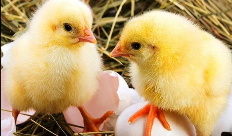 मासुको मूल्य बढाउन जिउँदै गाडियो ३० लाख चल्ला
