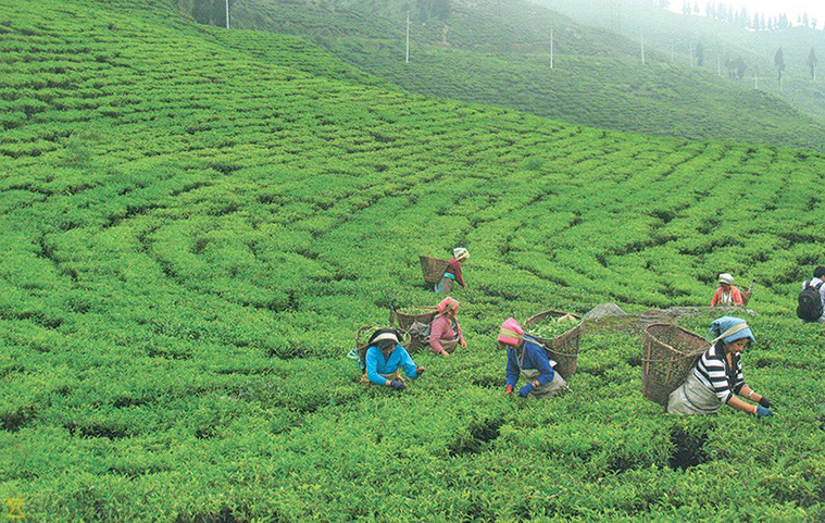 सक्छौ तोकिएको मूल्य देऊ, सक्दैनौ चिया फिर्ता देऊः चिया किसान