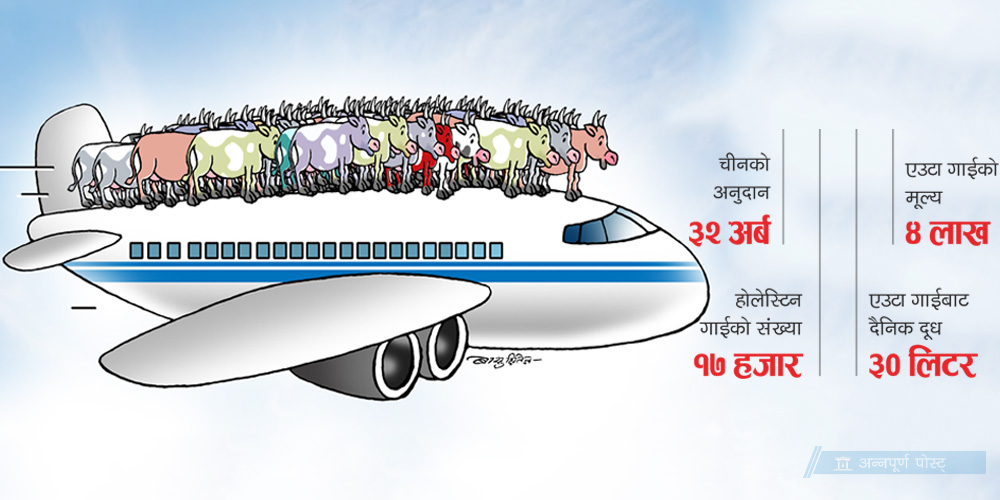अस्वीकृत चिनियाँ गाई फेरि ल्याइँदै