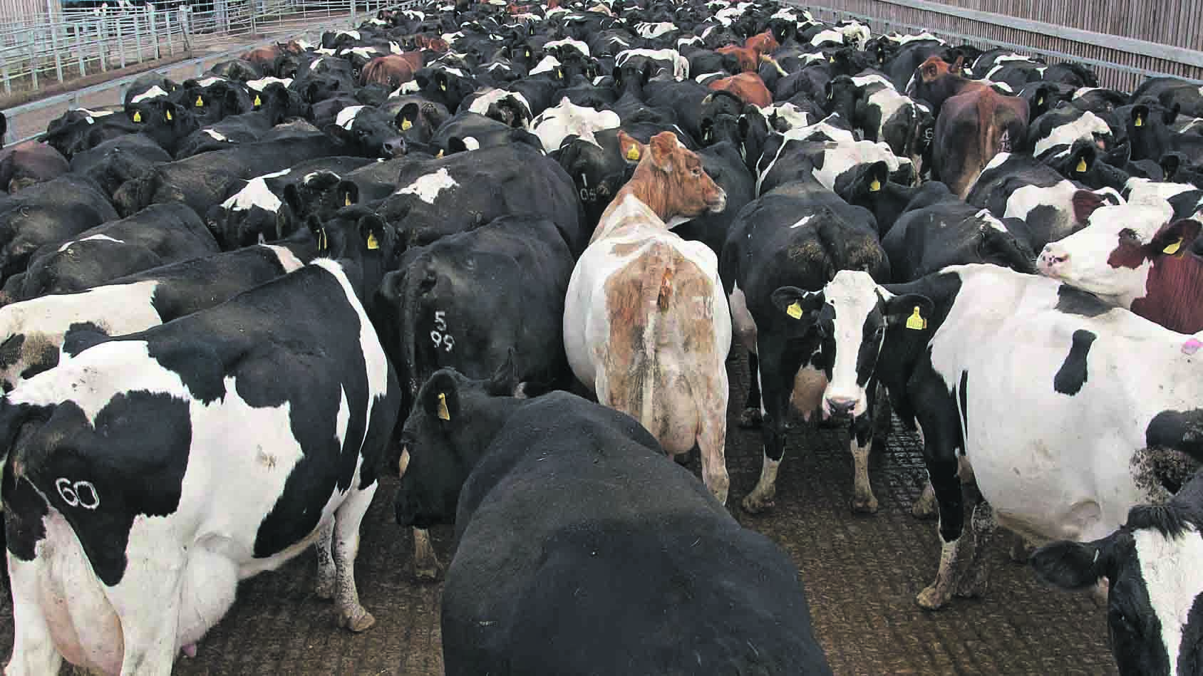 गाई फार्ममा पनि चीनले गर्यो कमाल