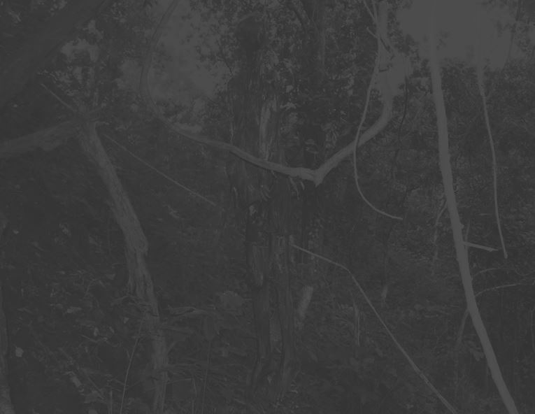 रुखमा झुण्डिएको अवस्थामा शव फेला