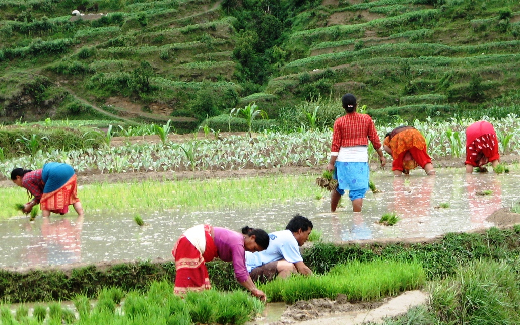 साउन सकिसक्दा पनि ९४ प्रतिशतमात्र धान रोपाइ