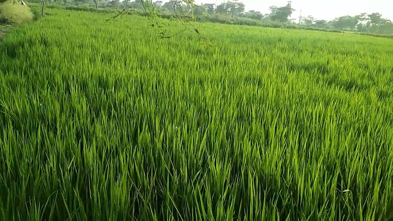 हाइब्रिड भनेर लगाएको धान फल्नु पर्ने समयमा बालै पसाएन