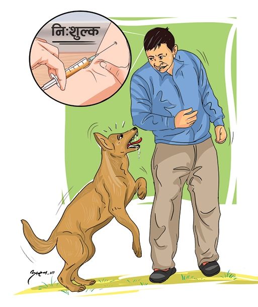 लापरवाही गर्दा रेबिजले लिँदैछ ज्यान, कुकुरको टोकाइबाट बचौं