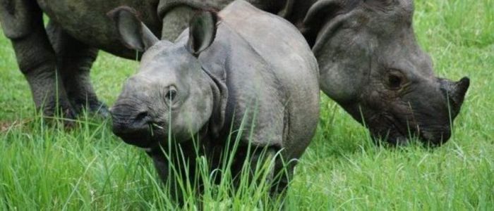 चितवन राष्ट्रिय निकञ्जमा ११ महिनाभित्र २६ गैँडा मरे