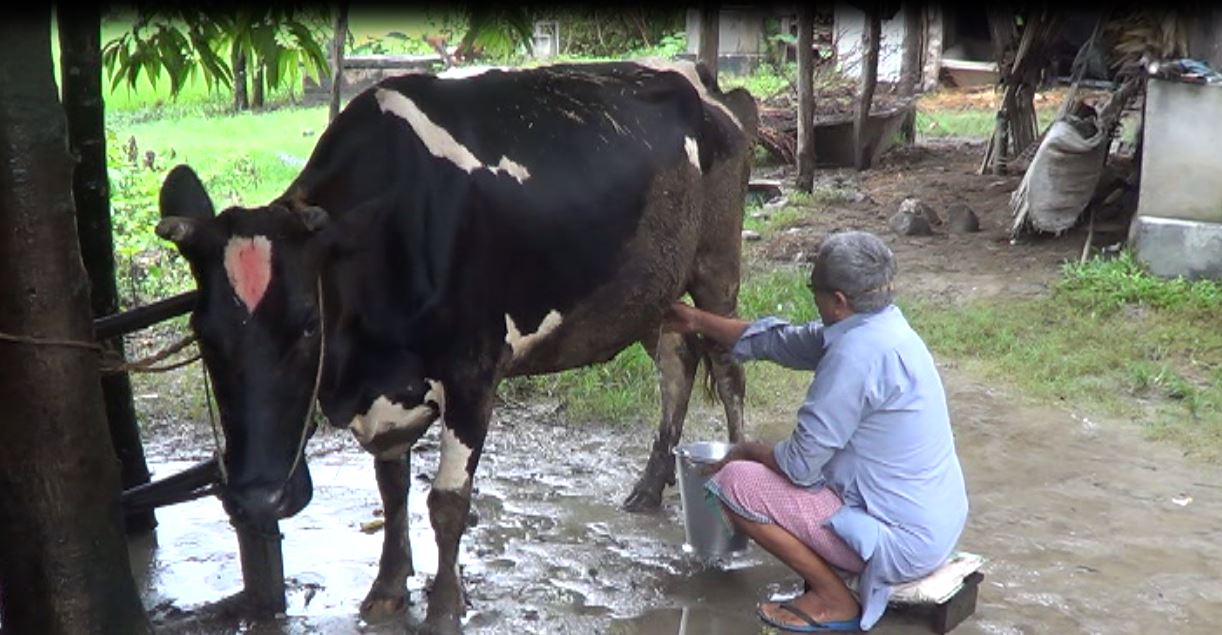 गाइकाे बाछी काेरेलिले नब्याइकनै दैनिक ५ लिटर दुध दिन थालेपछि...