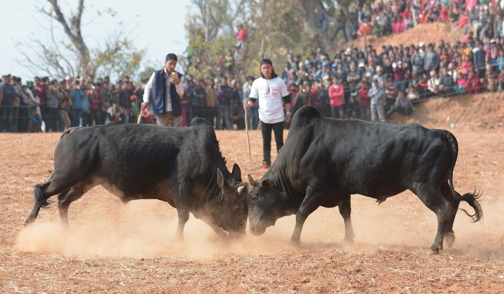 ६५ हल गोरु भिडन्तको लागि उतारिँदै