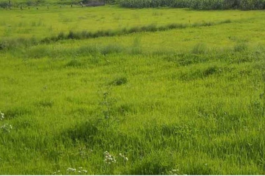 मालपोतको मिलेमतोमा एक व्यक्तिको जमिन अर्कैको नाममा