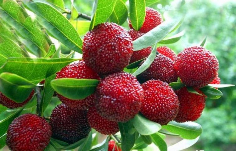 काफल पाक्यो तर भोटे फर्केनन् !