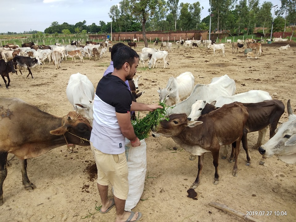 कान्जी हाउसको क्षमताभन्दा १० गुणा बढी गाईवस्तु