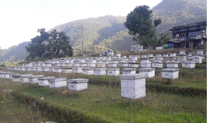 गाउँभरि मौरीपालन