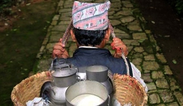 दुग्ध उत्पादनमा प्रदेश १ आत्मनिर्भर