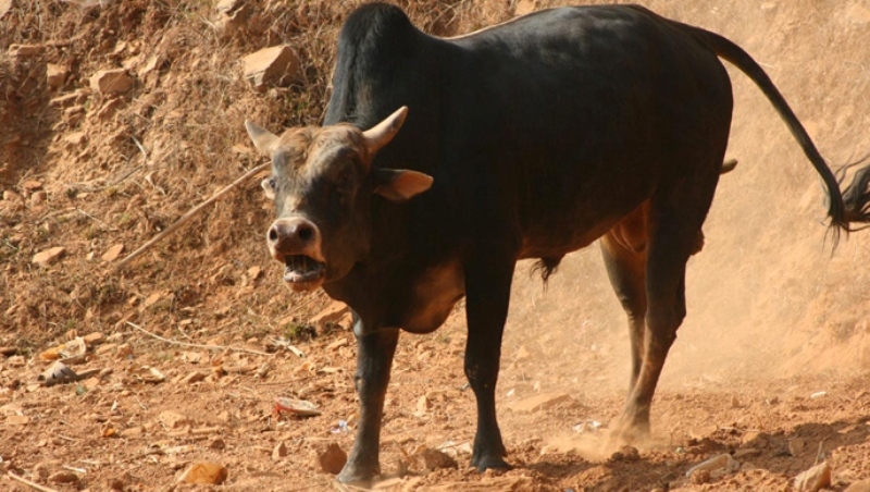 गोरुले हान्दा एकको मृत्यु