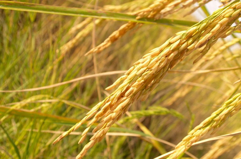 प्रविधिले झन उत्पादन घटायो