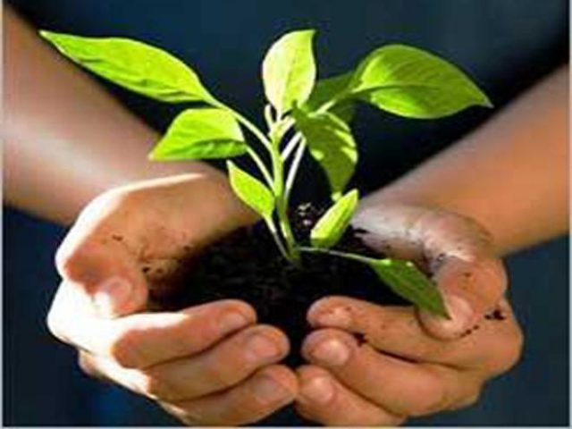 रुख रोप्ने काम उधारोमै सीमित