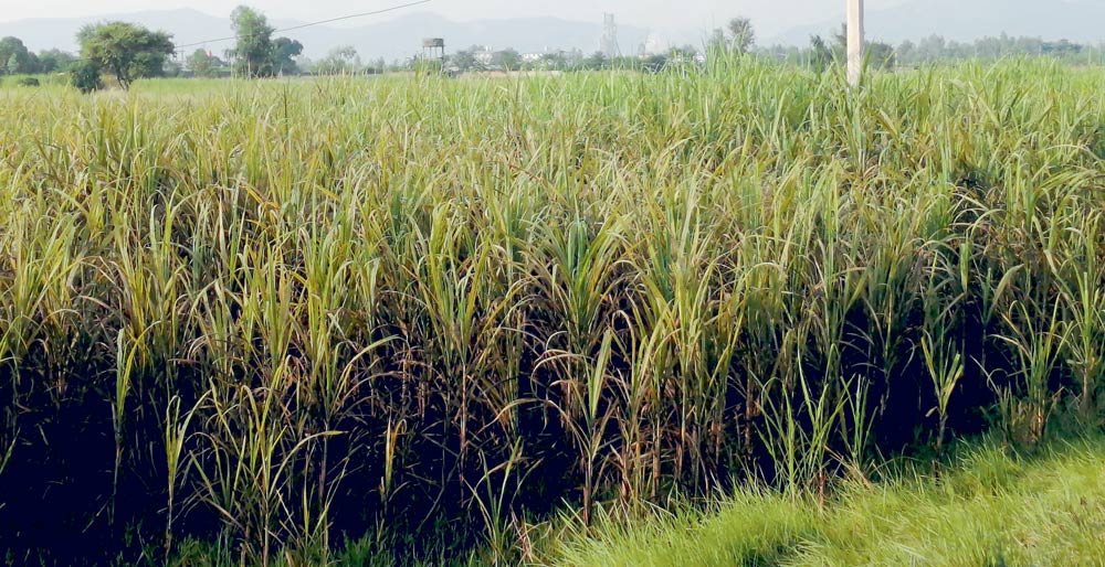 भुक्तानी नपाएपछि सर्लाहीका उखु किसान आन्दोलनको तयारीमा