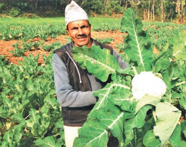 कृषिजन्य वस्तुको उत्पादनमा वृद्धि, धान, तरकारी र उखुमा लक्ष्य हासिल