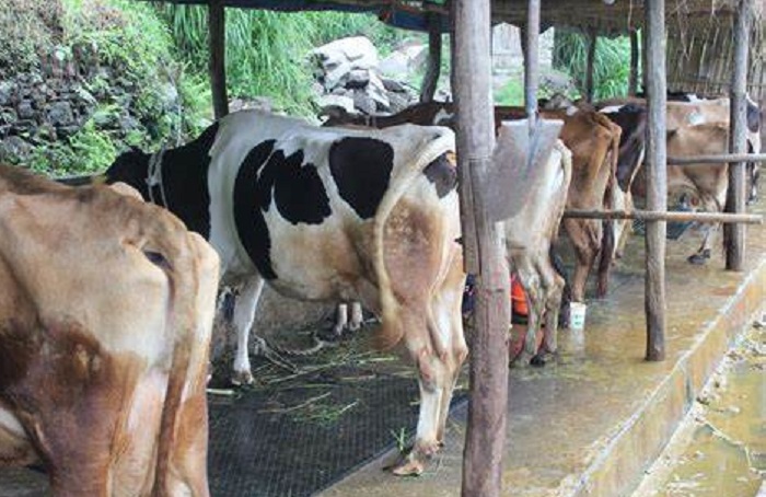 अनुदानको आशमा बसेका किसानको तीन अर्ब डुब्ने खतरा