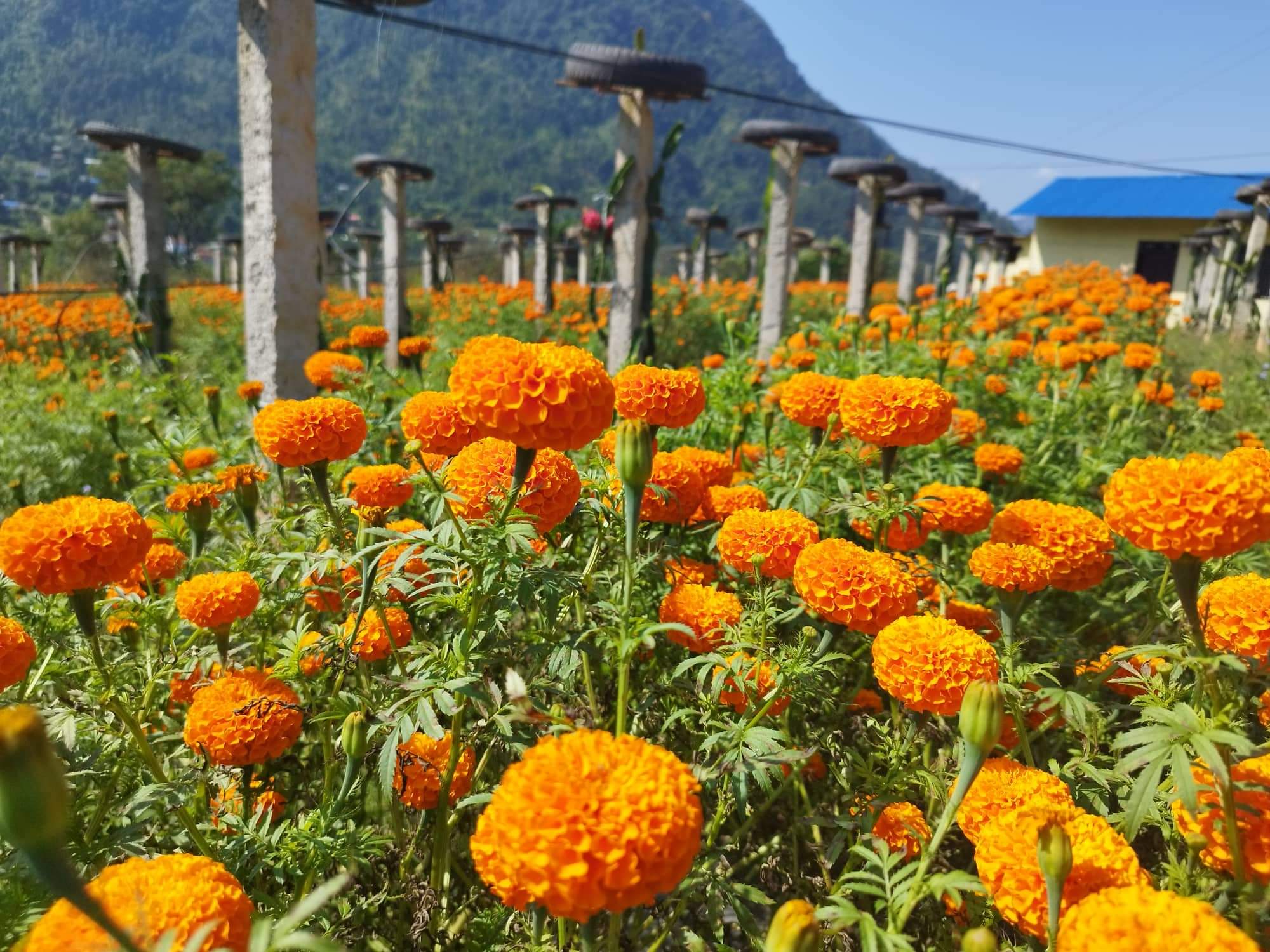 सयपत्री कतार निर्यात भएपछि किसान उत्साहित